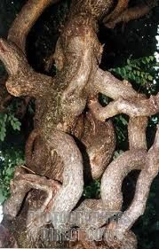 08.অলৌকিক নয় লৌকিকঃ মাংসে আল্লাহু লেখা 16 15