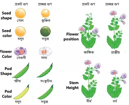 ধর্ম ও অজাচার- রক্ত সম্পর্কীয় বিবাহ এবং যৌনতা প্রসঙ্গে 20 Figure 2মটরগাছের সাতটি ভিন্ন ভিন্ন বৈশিষ্ট