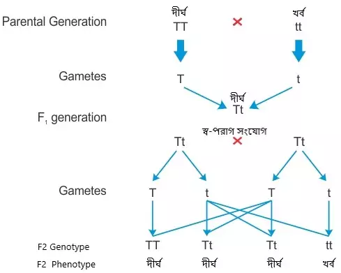 Figure 4দ্বিতীয় প্রজন্মের পর ফলাফল