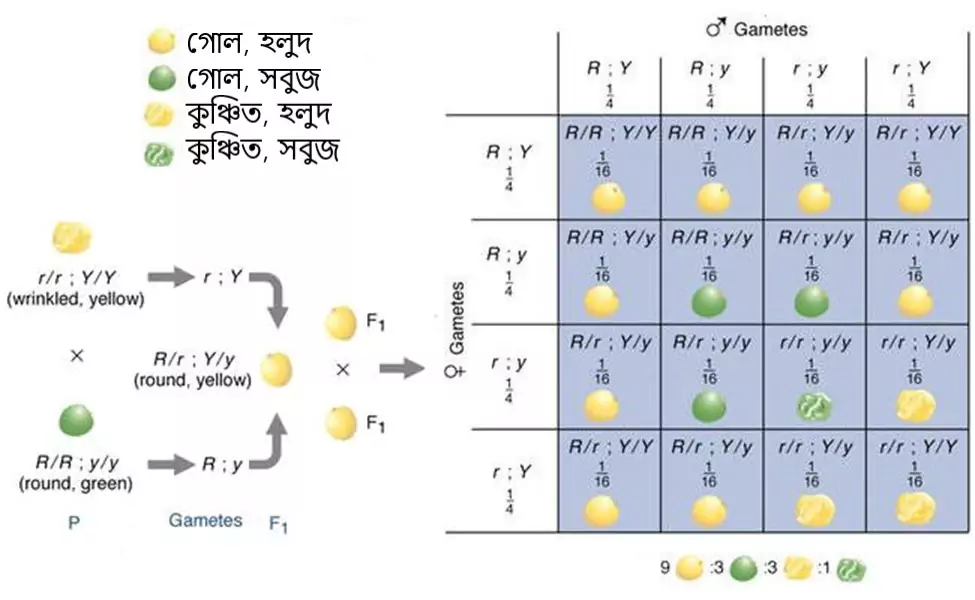 Figure 6 দুটি ভিন্ন বৈশিষ্টের সংকরায়নের ফলাফল